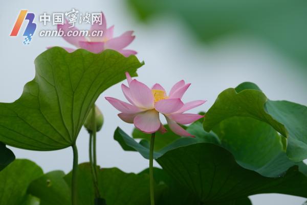 花花与荷叶的最新故事，绽放的美丽与坚韧的力量，花花与荷叶的绽放之美与坚韧力量新篇